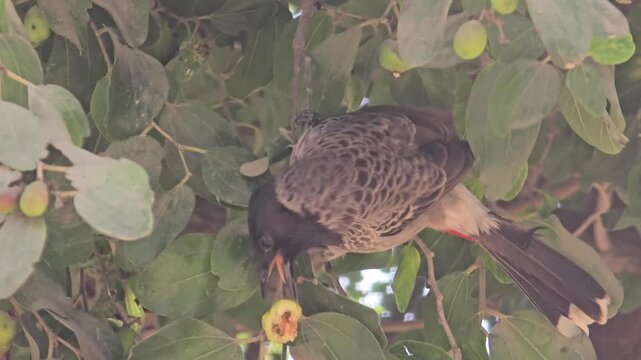 A red vented bulbul with intricate feather patterns perched among lush green leaves and vibrant yellow flowers in nature