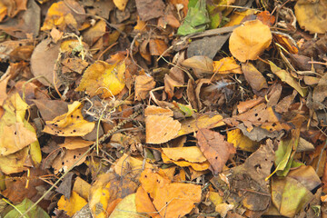 Dry autumn leaves background. Background