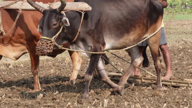 farmer plowing a field using a pair of oxen