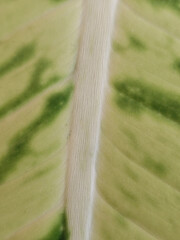 Macro close up vertical view pale yellow Dieffenbachia leaf surface texture with green pattern showing organic nature detail and fresh botanical beauty of tropical foliage