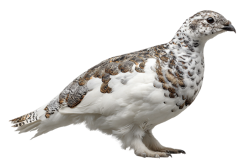 Ptarmigan in snow isolated on transparent background