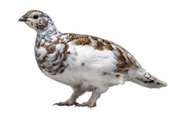 Ptarmigan in natural habitat isolated on transparent background