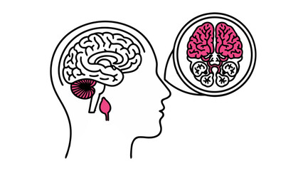 Stylized Illustration of Human Head Profile Showing Brain Anatomy with Close Up Detail of Cerebral Cortex and Brainstem in Pink and White on Black Background
