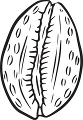 Hand drawn clipart illustration of seashell shell mollusc seaside shellfish
