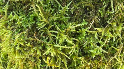 close up of a green moss