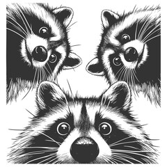 Naklejka premium three raccoons peering downward with wide-eyed expressions, ideal for humor or wildlife themes sketch engraving generative ai vector illustration. Scratch board imitation. Black and white image.