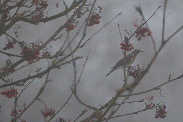 Fieldfare bird sitting on a Rowan tree branch with red berries in foggy winter weather, Turdus pilaris, wildlife photography, birdwatching, thrush eating in nature, ornithology, misty atmosphere