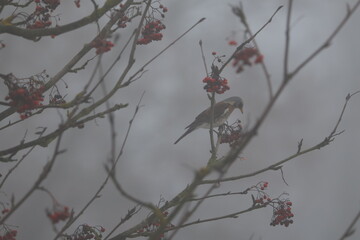 Fieldfare bird sitting on a Rowan tree branch with red berries in foggy winter weather, Turdus pilaris, wildlife photography, birdwatching, thrush eating in nature, ornithology, misty atmosphere