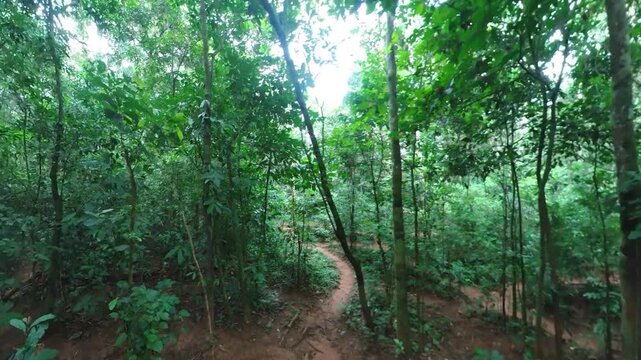 Wild jungle on the Congo Basin rainforest in the democratic republic of Congo.