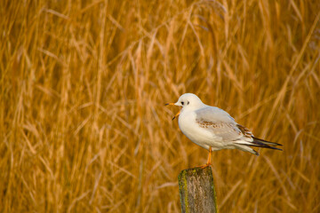 Black-headed gull yawning while perched on a wooden post against a warm golden reed background