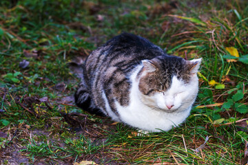 Calm Outdoor Cat Resting Peacefully on Green Grass in Nature