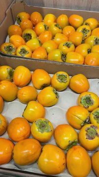 Ripe Persimmon Boxes On Table, Wholesale Packer Arranges Fruit In Cardboard Trays, Rows Of Orange Persimmons, Stacked Crates Ready For Shipment Vertical shot taken on mobile device