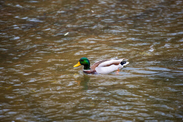화려한 청둥오리 수컷