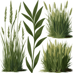 Isolated a kinds of deferent grass vector art with white background.