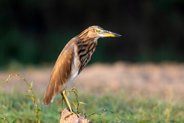 The Indian pond heron or paddybird is a small heron. It is of Old World origins, breeding in southern Iran and east to the Indian subcontinent, Burma, and Sri Lanka.