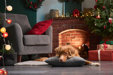 A Nova Scotia Duck Tolling Retriever lies on a pillow near a fireplace. Holiday presents and string...