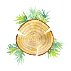Hand drawn watercolor slice of tree with wood texture and spruce branches isolated on a white background.