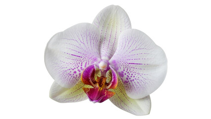 Fototapeta premium Isolated white orchid, soft petals with subtle purple streaks, botanical single flower blossom