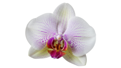Isolated white orchid, soft petals with subtle purple streaks, botanical single flower blossom