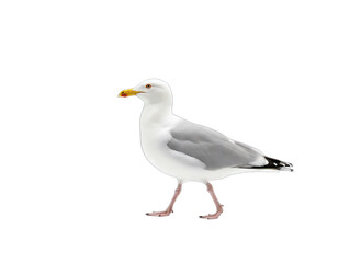 Obraz premium Seagull Walking on White Background