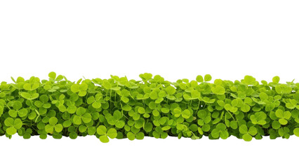 Isolated shamrock patch closeup, green clover leaf plants, st patrick’s day symbol, garden, lawn © Michal