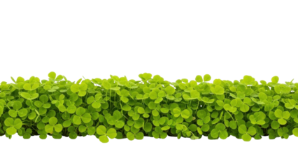 Isolated shamrock patch closeup, green clover leaf plants, st patrick’s day symbol, garden, lawn