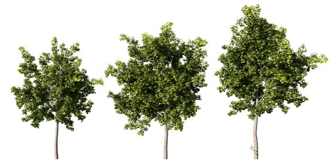 Norway maple trees with dense green summer foliage, three Acer platanoides 3D renders isolated on light green background for landscape and streetscape design