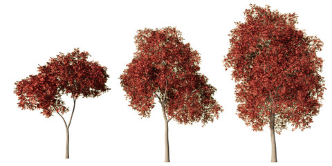 Palmate maple trees with vivid red autumn foliage, three realistic Acer palmatum 3D renders isolated on light green background for seasonal landscape and architectural design