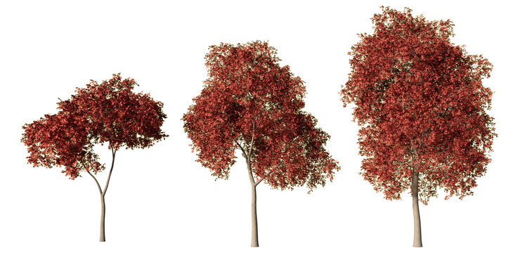 Palmate maple trees with vivid red autumn foliage, three realistic Acer palmatum 3D renders isolated on light green background for seasonal landscape and architectural design