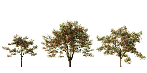 Persian silk trees in bloom with pink and white fluffy flowers, three Albizia julibrissin 3D renders isolated on light green background for landscape design