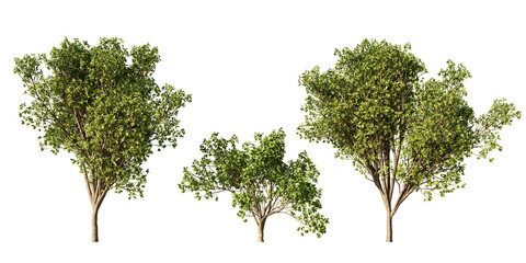 Persian ironwood trees in lush green summer foliage, three Parrotia persica forms isolated on light green background for landscape and garden design