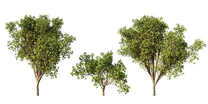 Persian ironwood trees in lush green summer foliage, three Parrotia persica forms isolated on light green background for landscape and garden design