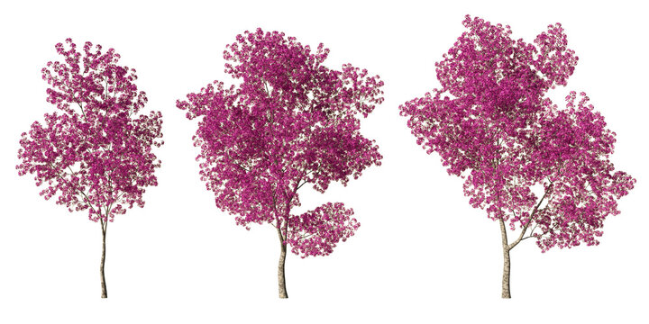 Red lapacho pink trumpet flowering trees with vivid magenta blossoms, isolated on light green background for landscape and architectural visualization