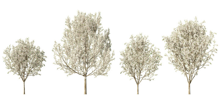Set of flowering Pyrus calleryana &lsquo;Winter Glow&rsquo; ornamental pear trees in full white spring blossom at different growth stages, isolated on light green background