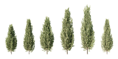 Set of pyramidal European hornbeam columnar trees at different heights, isolated on light green background for architectural visualization and landscape design