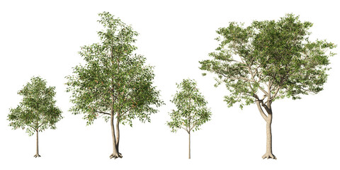 Set of Quercus alba white oak deciduous trees with green summer foliage at different growth stages, isolated on light green background for landscape and architectural design