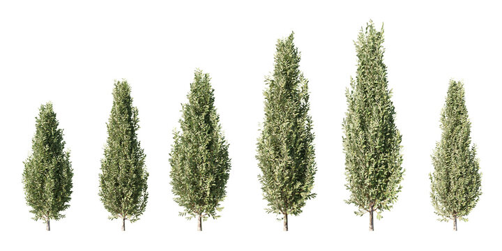 Set of pyramidal European hornbeam columnar trees at different heights, isolated on light green background for architectural visualization and landscape design