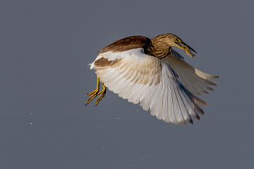 The Indian pond heron or paddybird is a small heron. It is of Old World origins, breeding in southern Iran and east to the Indian subcontinent, Burma, and Sri Lanka.