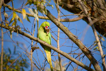 Rose-ringed parakeet eating a walnut while perched on a tree branch in Stuttgart, Germany