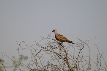 European turtle dove perched on top of bare thorny tree