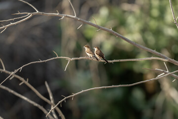 Pair of Indian silverbills perched on a bare tree branch in the wild