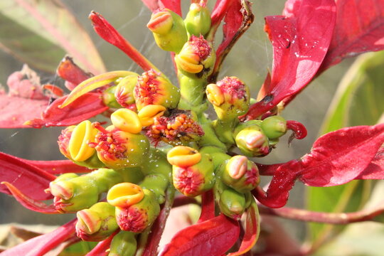 A close up of cyathia of a poinsettia plant (Euphorbia pulcherrima)