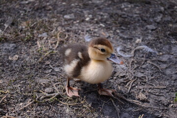 One little newborn fluffy duckling outdoors. Cute Young duck. Nice small bird close-up