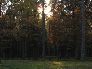 Golden rays of sunlight filtering through tree canopies, on an Autumn evening. Stunning Forest Scenic Fall Landscape Background