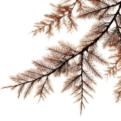 Vibrant Redwood Branch Closeup with Fine Needles Highlighting Nature's Beauty