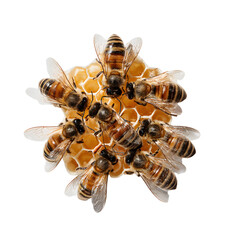 Busy Bee Cluster Working on New Comb From Top Down View