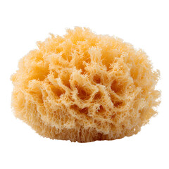 Unique Texture of Natural Sea Sponge on White Background