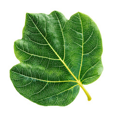 Fresh Green Fig Leaf Isolated on White Background for Modern Designs