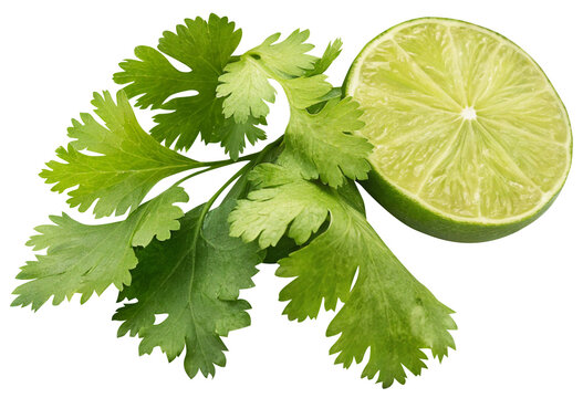 lime and cilantro or coriander