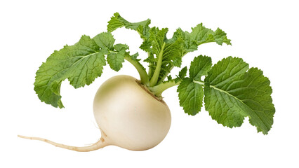 Fresh turnip with green leaves isolated PNG, raw root vegetable on transparent background for healthy eating and vegetarian recipes